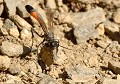 Certains animaux aussi utilisent des outils : Guêpe des sables ou Ammophile des sables (Ammophila sabulosa) Guêpe des sables et outils 