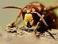 Frelon européen (Vespa crabro) Frelon européen 