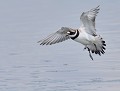 Grand Gravelot (Charadrius hiaticula) Grand Gravelot 