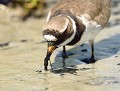 Grand Gravelot (Charadrius hiaticula, Gironde, France) Grand Gravelot 