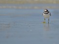 Grand Gravelot (Charadrius hiaticula) Grand Gravelot 