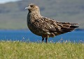 Grand Labbe (Stercorarius skua) Grand Labbe 