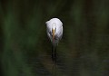 Grande Aigrette (Egretta alba) et Écrevisse de Louisiane (Pour la petite histoire de cette photo, voir la photographie en catégorie "Oiseaux" ) Grande Aigrette et Écrevisse 
