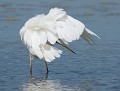 Séance toilettage : Grande Aigrette (Egretta alba) Toilettage de la Grande Aigrette 
