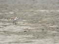 Gravelot à collier interrompu (Charadrius alexandrinus) Gravelot à collier interrompu 