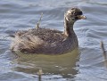 Tout jeune Grèbe castagneux (Tachybaptus ruficollis, Picardie, France). jeune Grèbe castagneux , grèbe castagneux juvénile 