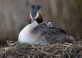 Grèbe huppé et ses petits (Podiceps cristatus, Côtes d'Armor, France). Grèbe huppé et ses petits 