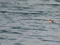 J'ai faim....! (Grèbe huppé juvénile, Podiceps cristatus) Grèbe huppé juvénile 