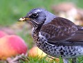 Grive litorne (Turdus pilaris, Bretagne, France) Grive litorne 