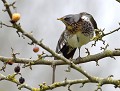 Grive litorne (Turdus pilaris) Grive litorne 
