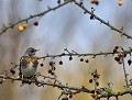 Grive litorne (Turdus pilaris) Grive litorne 