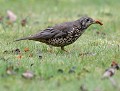 Grive draine (Turdus viscivorus, Côtes d'Armor, France) Grive draine 