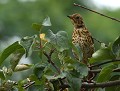 Grive musicienne (Turdus philomelos) Grive musicienne 