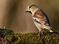 Gros-bec casse-noyaux femelle (Coccothraustes coccothraustes) Gros-bec casse-noyaux femelle 
