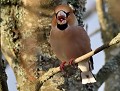 Gros-bec casse-noyaux mâle (Coccothraustes coccothraustes) Gros-bec casse-noyaux mâle 