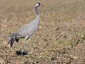 Grue cendrée (Grus grus) Grue cendrée 