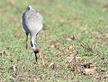 Grue cendrée (Grus grus, Landes, France) Grue cendrée 