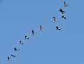Grues cendrées (Grus grus) groupe de Grues cendrées en vol 