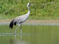 Grue cendrée (Grus grus) Grue cendrée dans l'eau 