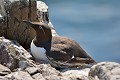 Guillemot de Troïl (Uria aalge) Guillemot de Troïl 