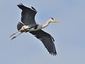 Héron cendré (Ardea cinerea) Héron cendré 