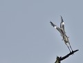 Héron cendré (Ardea cinerea) Héron cendré (Ardea cinerea) 