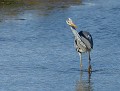 Héron cendré (Ardea cinerea) Héron cendré 