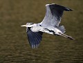 Héron cendré  (Ardea cinerea) Héron cendré 