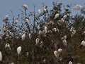 Hérons garde-boeufs (Bubulcus ibis) dortoir de Hérons garde-boeufs 