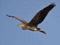 Héron pourpré (Ardea purpurea) Héron pourpré 