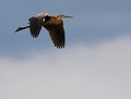 Héron pourpré (Ardea purpurea) Héron pourpré en vol 