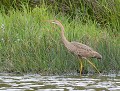 Héron pourpré (Ardea purpurea) Héron pourpré 