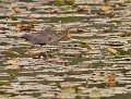 Héron pourpré au cœur des nénuphars (Ardea purpurea) Héron pourpré dans nénuphars 