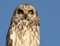 Hibou des marais  (Asio flammeus, Vendée, France) portrait Hibou des marais 