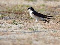 Hirondelle des fenêtres (Delichon urbicum) Hirondelle des fenêtres 