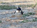 "Caliméro" : Hirondelle des fenêtres (Delichon urbicum, Sardaigne, Italie) Caliméro, Hirondelle des fenêtres 