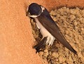 Véritable exploit que de réussir à encrer son nid de boue sur un mur vertical : Hirondelle des fenêtres (Delichon urbicum) construction nid hirondelle des fenêtres,  Hirondelle des fenêtres 