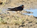 Hirondelle rustique (Hirundo rustica) Hirondelle rustique 