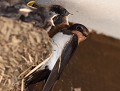 Hirondelles rustiques (Hirundo rustica, Bretagne, France) Hirondelles rustiques (Hirundo rustica) 