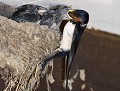 Hirondelles rustiques (Hirundo rustica, Bretagne, France) nid Hirondelles rustiques 