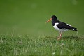 Huitrier pie (Hæmatopus ostralegus) Huitrier pie 