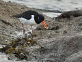 Huitrier pie (Hæmatopus ostralegus) et Patelle/bernique (patella, Bretagne, France) Huitrier pie et patelle 