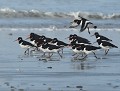 Petit groupe d'Huîtriers pies (Hæmatopus ostralegus) Huîtriers pies 