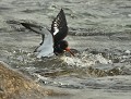 Huîtrier pie (Hæmatopus ostralegus) Huîtrier pie 