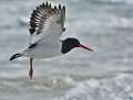 Huîtrier pie (Hæmatopus ostralegus) Huîtrier pie en vol 
