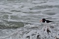 Huîtrier pie (Hæmatopus ostralegus) Huîtrier pie 