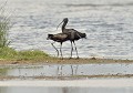 Couple d'Ibis falcinelles (Plegadis falcinellus) 









 Couple d'Ibis falcinelles 