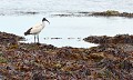 Considérés "Espèce invasive envahissante..." les Ibis Sacrées (Threskiornis aethiopicus) libres et sauvages ont été éradiqués (photo datant de 2012). Le dernier des Mohicans, Ibis sacré 