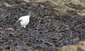 Ces jolies oiseaux (estimés à 5000, dont 1500 couples en France en 2008) ont malheureusement été exterminés depuis  en Loire-Atlantique, en Vendée et dans Morbihan. Cette photo a été prise en Vendée en 2012. extinction, espèce invasive, espèce envahissante, Ibis sacré 