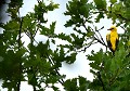 Loriot d'Europe mâle (Oriolus oriolus) Loriot d'Europe mâle 